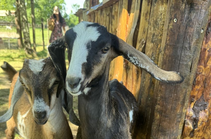 La petite ferme des animaux du Château de Fayolle et ses chèvres